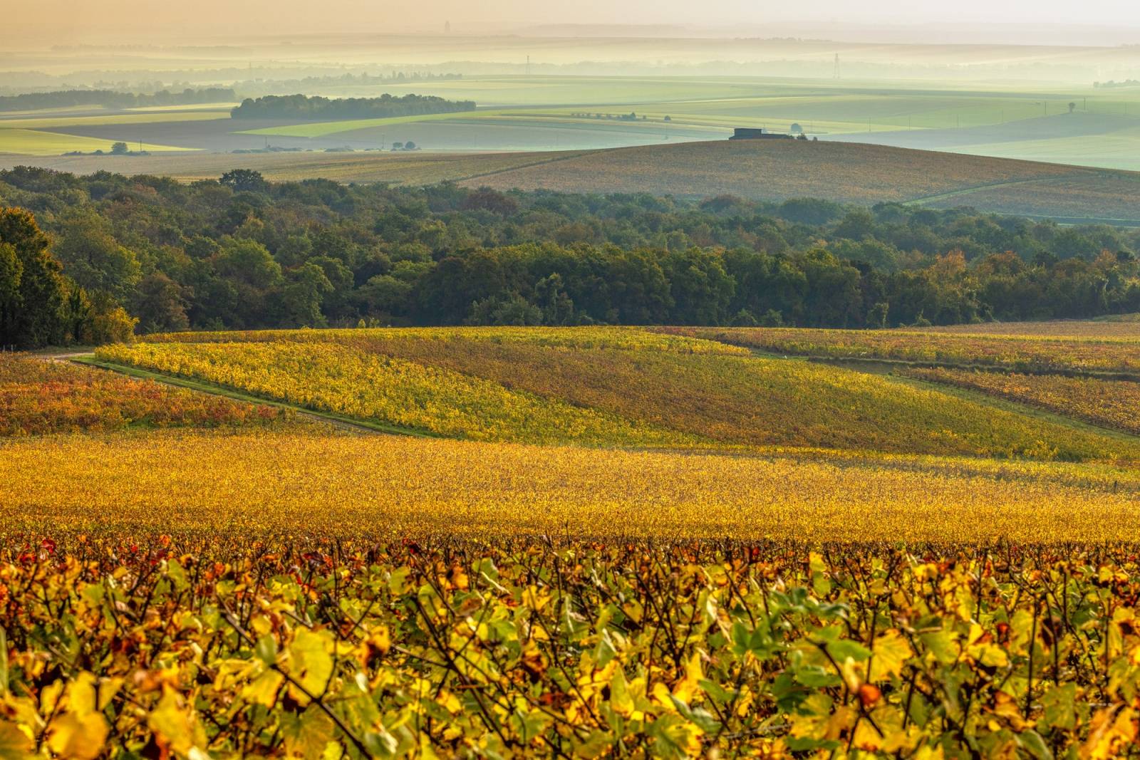 Champagne Jean Moreau